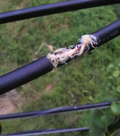 Squirrel damage to fiber optic cable